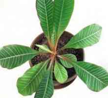 Euphorbia: нега