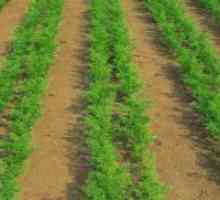 Морков - садење и заштита на отворено поле