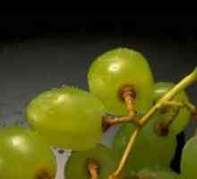 Можеме ли грозје доилка?