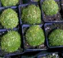 Sagina subulata - расте од семе