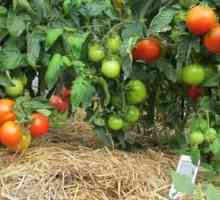 Прекривка домати во ефект на стаклена градина