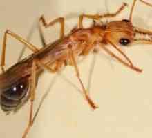 Мравките со крилја во куќата - Како да се ослободите?