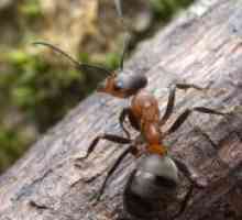 Мравја киселина - апликација