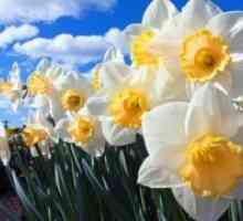 Daffodils - трансплантација