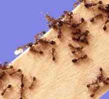 Фолк лек против мравки