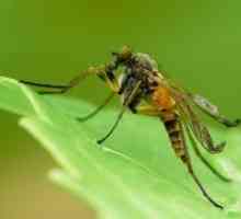 Народни лекови за каснување од комарец