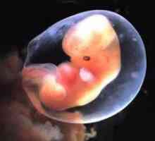 Не се визуелизира на ембрионот