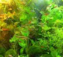 Скромен аквариум растенија
