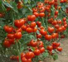 Ниско-растечка домати - најдобрите сорти на отворено
