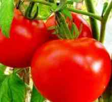 Ниско-растечка сорти на домати за оранжерии
