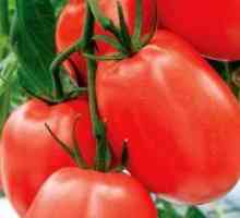 Ниско-растечка домати за отворен терен