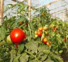 Нови сорти на домати за оранжерии