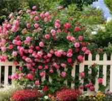 Градинарски рози-ползавци за зима