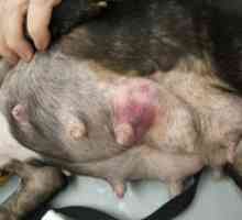 Тумори на дојка кај кучињата