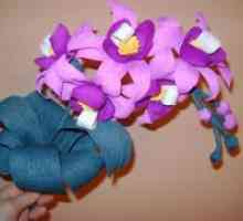 Орхидеи брановидни хартија
