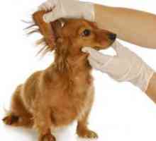 Отитис кај кучињата - Симптоми и лекување