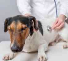 Панкреатит кај кучињата - Симптоми и лекување