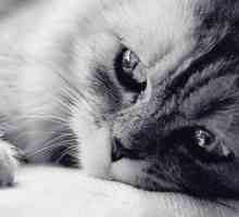 Panleukopenia во мачки - Симптоми