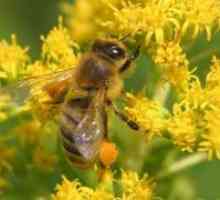 Пчелиниот полен - Својства и апликации