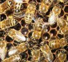 Пчела Podmore - контраиндикации