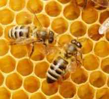 Пчелин восок - примена