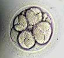 Трансфер на ембрионот на 5-от ден