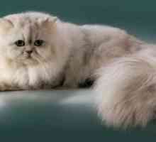 Мачка персиски раса