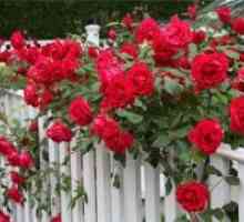 Качување роза - одгледување и нега