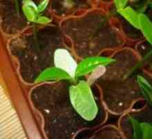 Plumeria - расте од семе