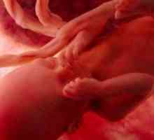 Фетусот на 30 недели