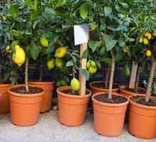 Овошје-лого растенија дома: како да се претворат стан во градината