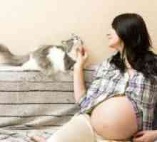 Зошто бремените жени да не може да се пеглаат мачки?