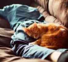 Зошто мачки спијат на човекот?