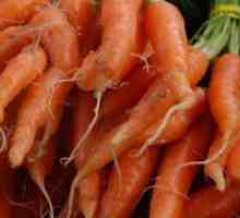 Зошто морков расте пали?