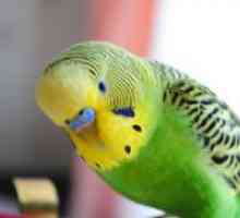Зошто папагал plucks пердуви ме?