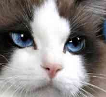Зошто насолзени очи на мачка?