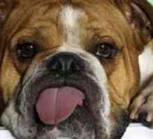 Зошто е кучето во топлината на својот јазик?