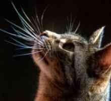 Зошто мачки падне мустаќи?