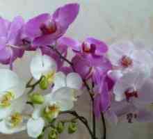 Зошто орхидеи пупки венеат?