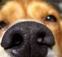 Зошто е кучето сува носот?