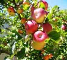 Fertilizing јаболкниците во есен