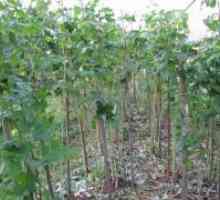 Fertilizing малини по жетвата