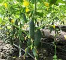 Fertilizing краставица време плодни
