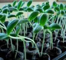 Fertilizing садници од краставици