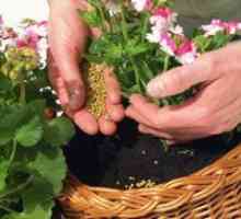Fertilizing садници