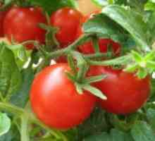 Ѓубрење на домати во стаклена градина