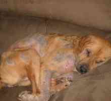 Поткожни грини во кучињата - Симптоми и лекување