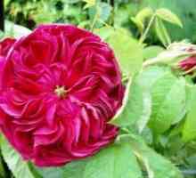Polyanthus рози