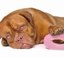 Дијареа кај кучиња - причини и третман