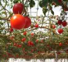 Популарни сорти на домати за оранжерии